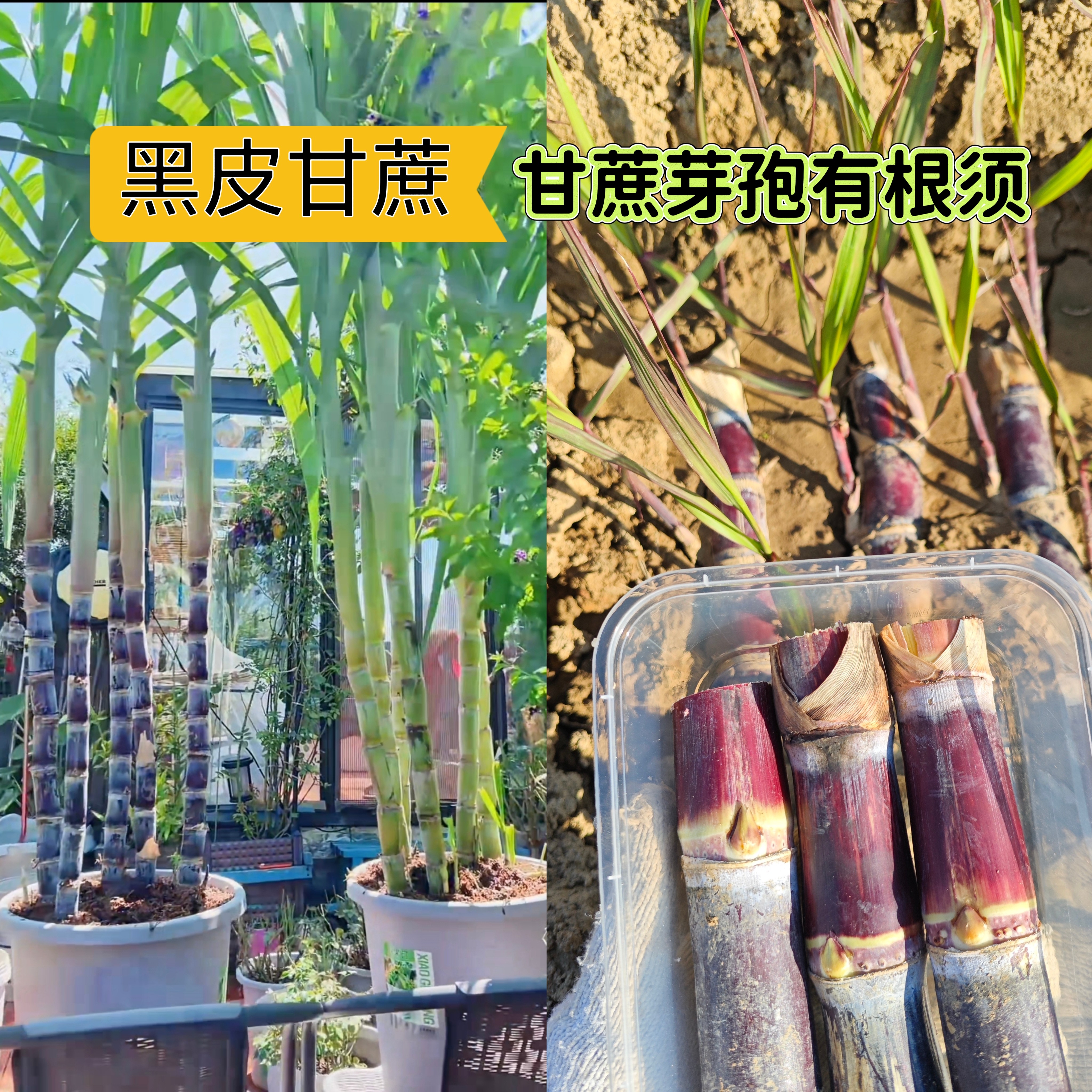 广西黑皮甘蔗尾巴种芽已发芽盆栽甘蔗种植