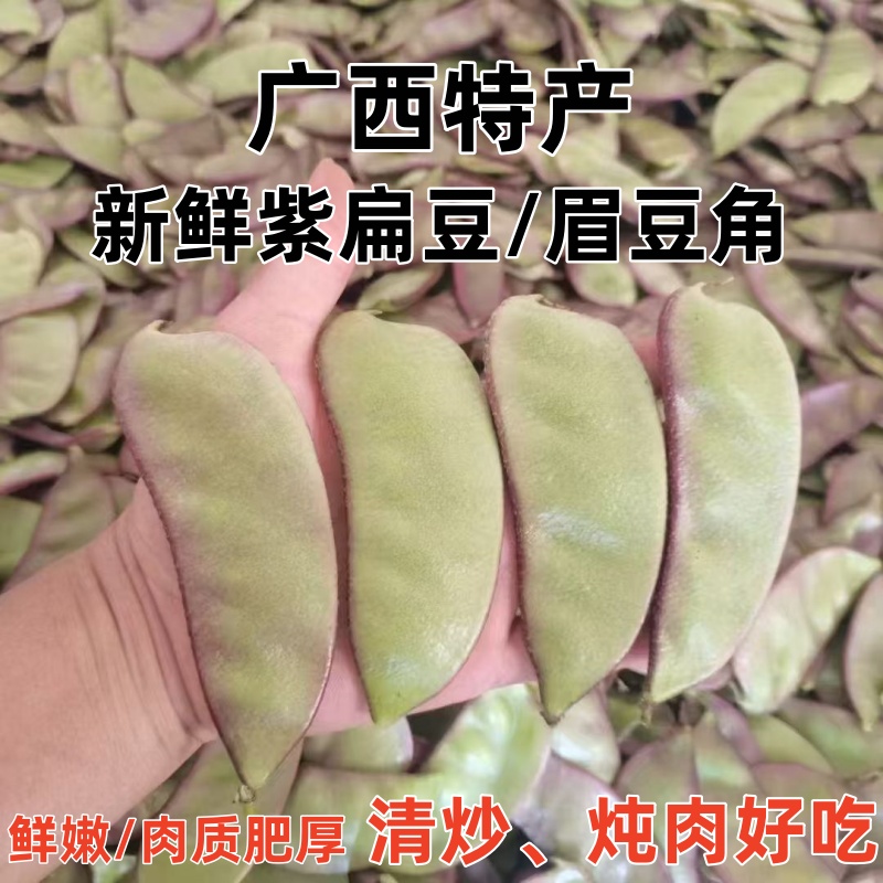 广西紫扁豆新鲜老母猪耳朵豆角紫边刀豆露天农家自种现摘现发包邮
