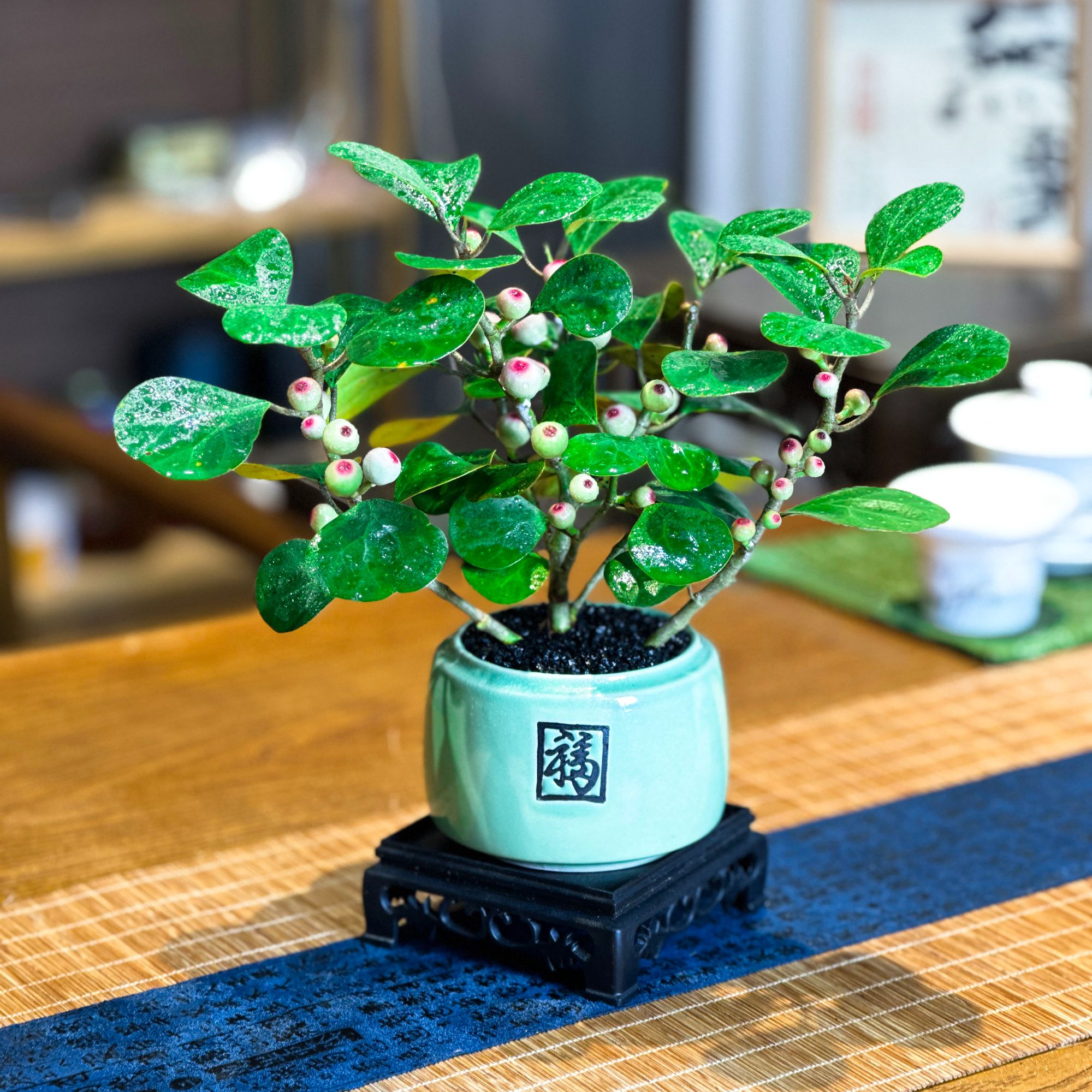 【多果菩提】多果花卉小盼绿植盆栽花卉植物桌面办公室四季造景