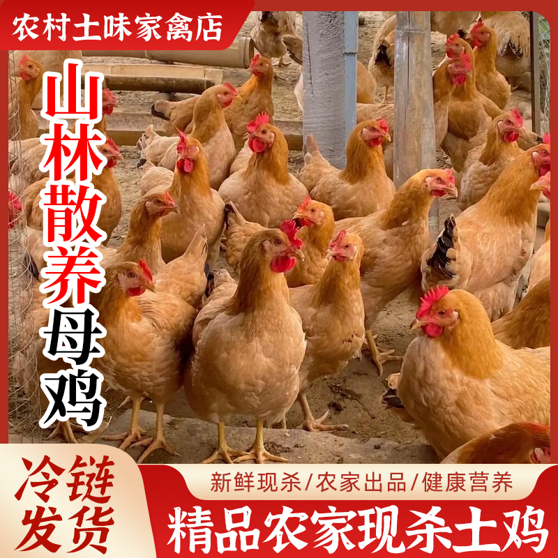 山林散养母鸡农家谷子鸡现杀急冻新鲜土鸡走地鸡炖鸡汤月子鸡笨鸡