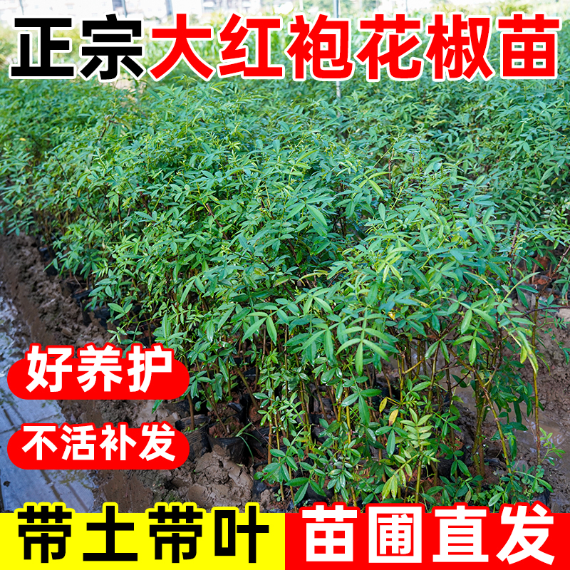 正宗花椒树苗九叶青花椒苗树麻椒果树苗大红袍花椒苗盆栽基地直发