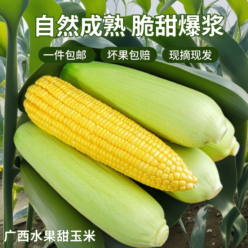 【现摘现发】水果玉米带壳非转基因甜玉米爆浆膳食纤维黄金