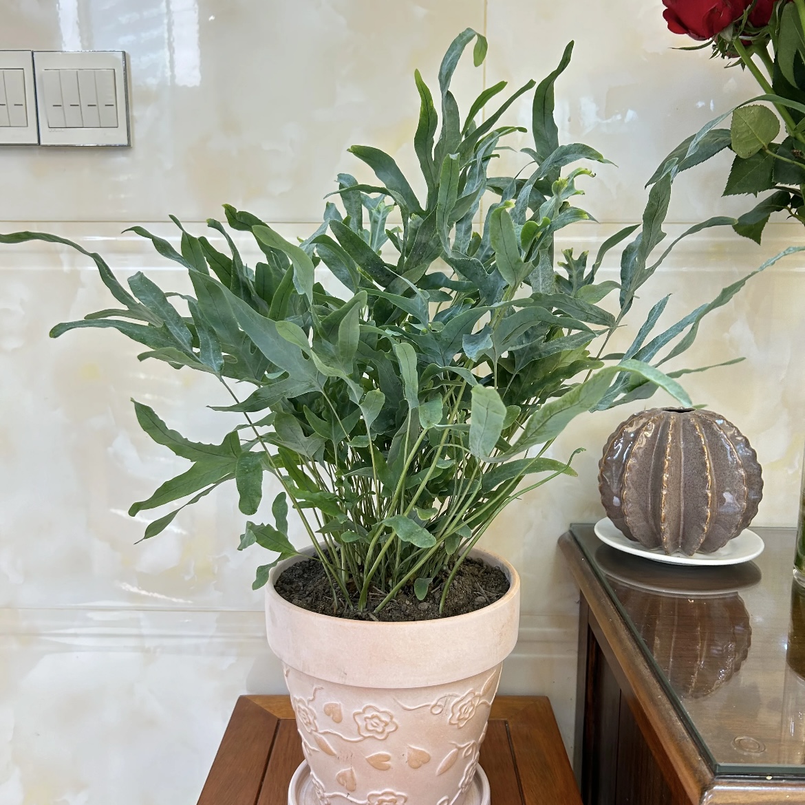 蓝星水龙骨蕨盆栽四季常青多年生观叶绿植耐阴室内养护