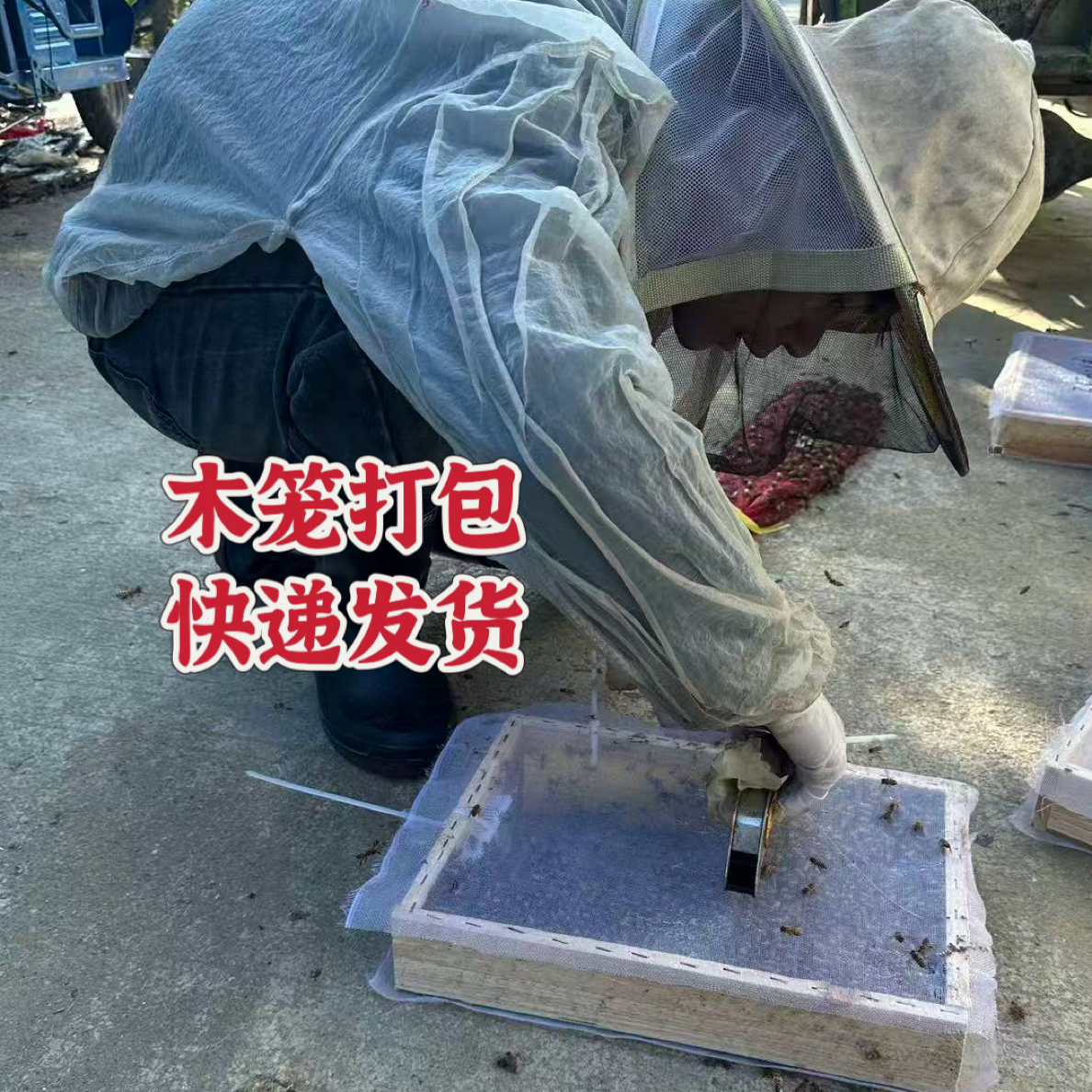 活体蜜蜂群蜂群带王蜜蜂群阿坝中华土蜂笼蜂蜂王种王出售养蜂