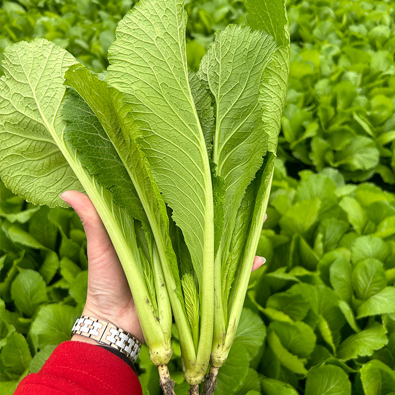 【春菜5斤装/可送其他菜品任选一】广东潮汕本地新鲜农家菜现摘现发