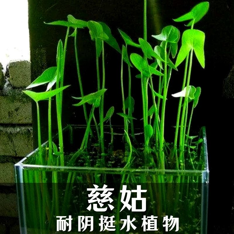 水生茨菇球水族水草净化鱼缸净化空气室内外观赏绿植茨菇水培鱼缸