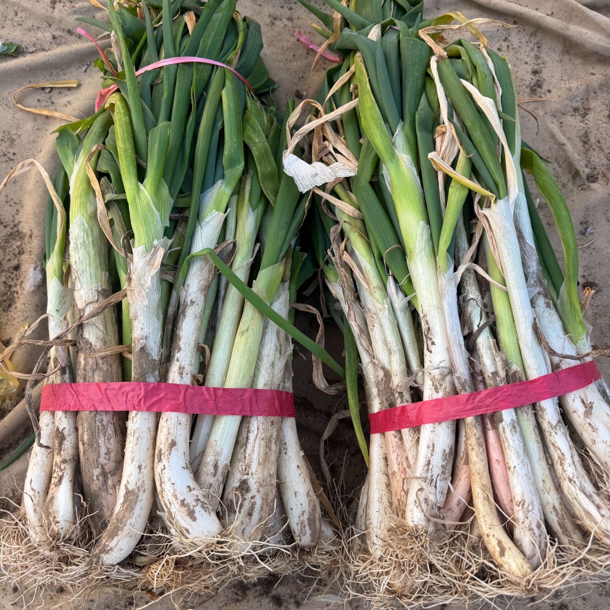 河南现挖本地新鲜大葱带皮应季蔬菜