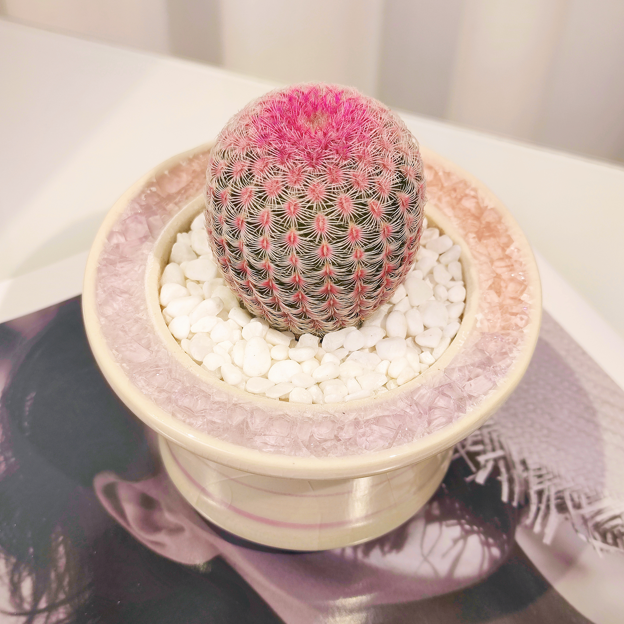 红太阳仙人球+水晶花盆+白沙+接水盘