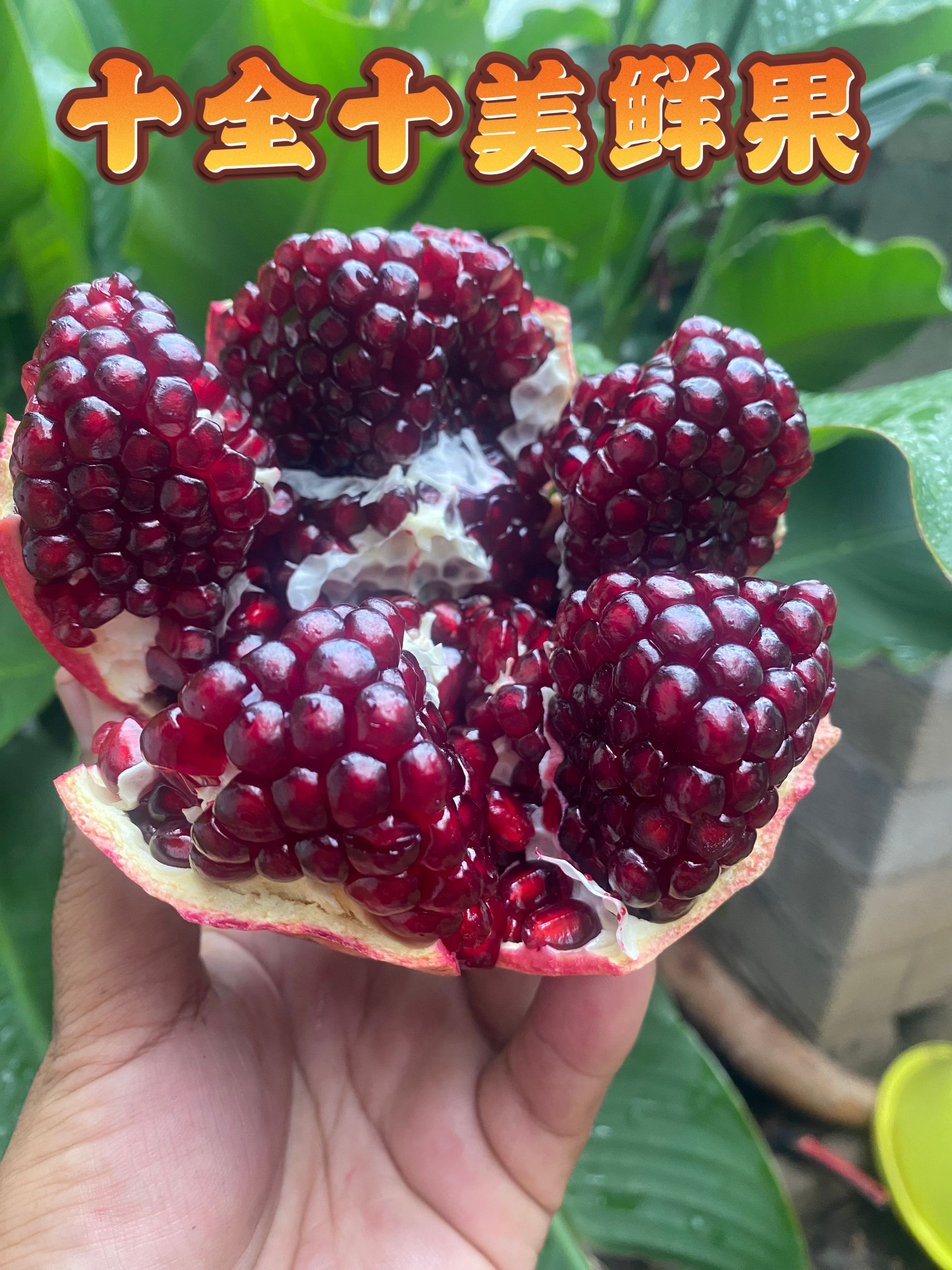 正宗食用鸽血泡酒酸石榴云南大理新鲜果园直发