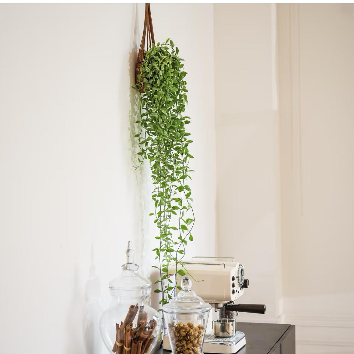 大号翡翠恋吊兰垂吊兰长藤空调冰箱绿植阳台飘窗室内空气净化绿植