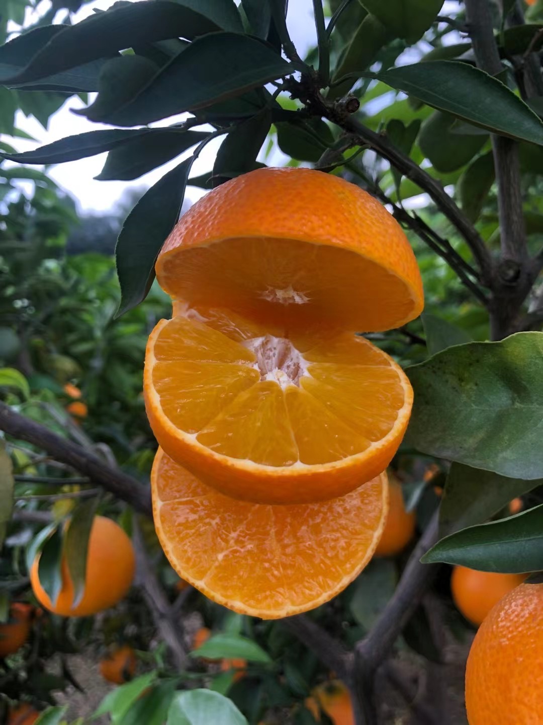 四川核心产区爱媛38号果冻橙新鲜采摘香甜多汁