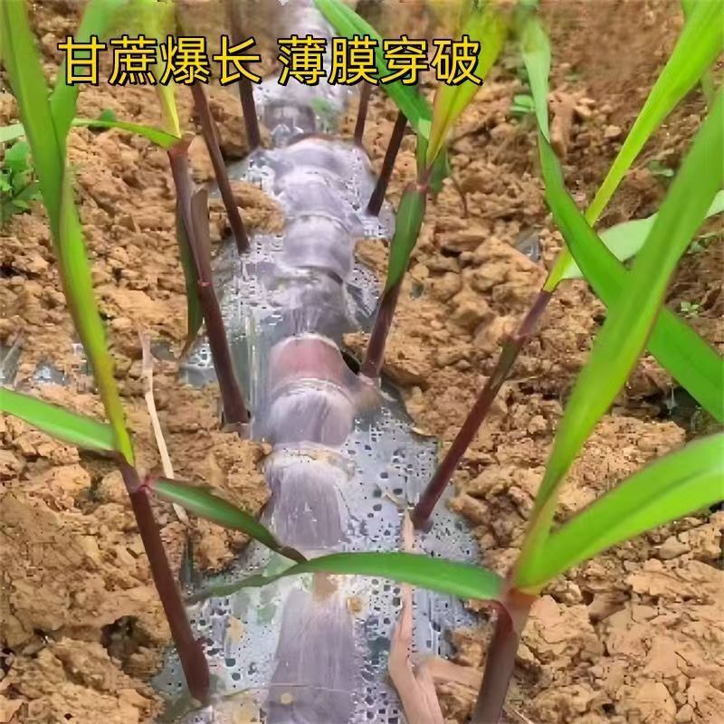 现砍广西黑皮果蔗种水果甘蔗芽甘蔗种适合南北方四季皆可盆栽地栽