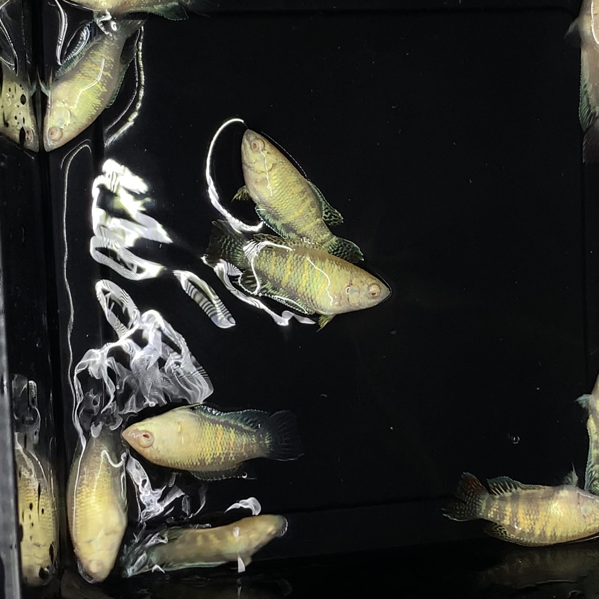 金蛇斗鱼中国斗鱼小型观赏鱼 免过滤打氧