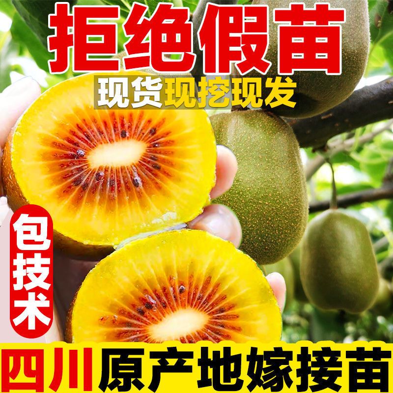 果农侠四川苍溪红心猕猴桃嫁接苗原产地直发盆栽红心猕猴桃树苗