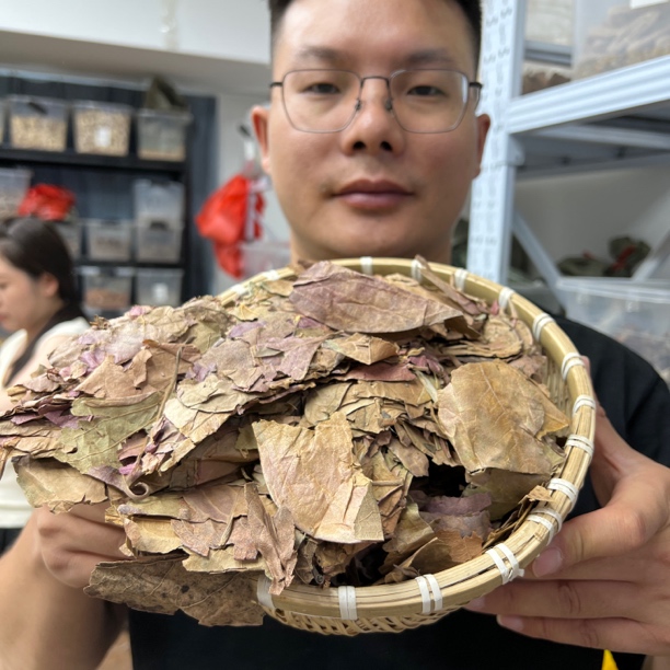 【本草李博士】正宗霜后柿子叶 干燥易碎 高什么压代茶饮 配桑葚
