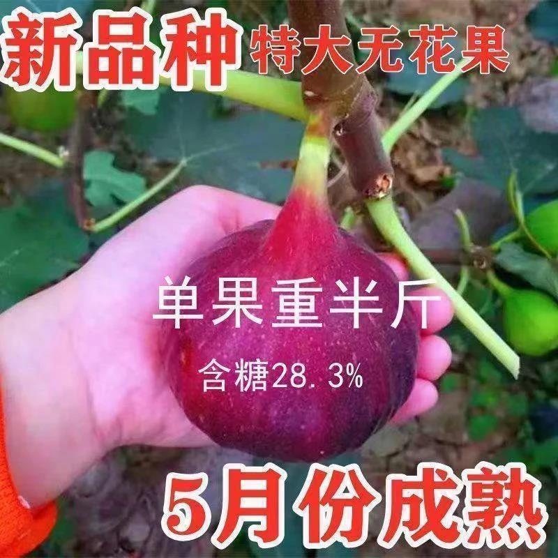无花果树苗特大新品种波姬红紫果无花果苗盆栽地栽南北方种植结果