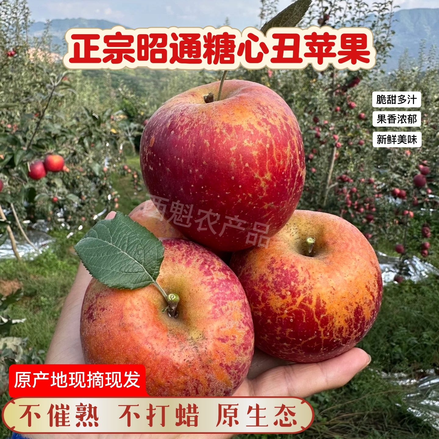 2025应季云南昭通糖心红富士丑苹果新鲜采摘原产地直发5斤／10斤