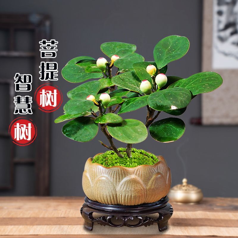 小盼菩提盆栽禅意盆景植物四季常青办公室内茶几发财树绿植卉客厅
