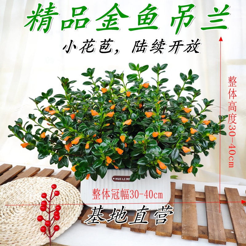 精选金鱼吊兰盆栽植物室内外四季观花观叶绿植办公室阳台好养植物