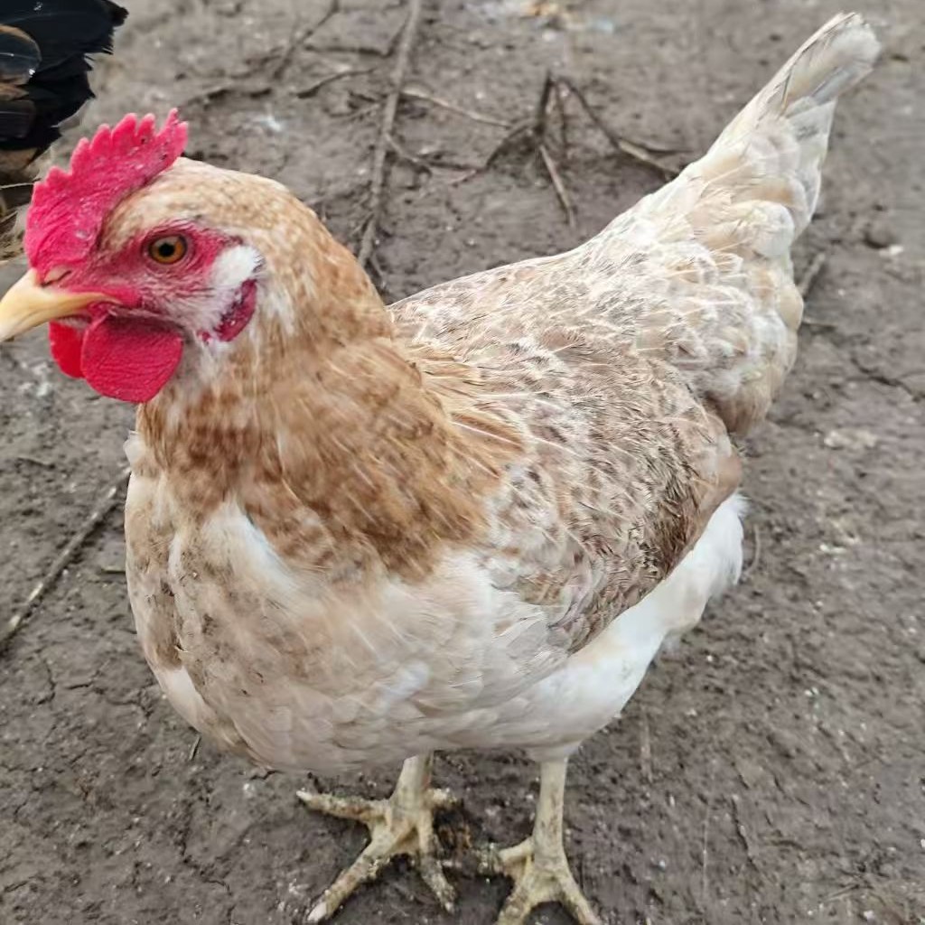 宠物鸡 花柴（母鸡三只）顺丰包邮