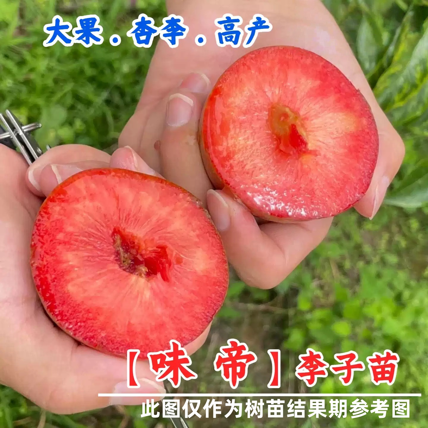 嫁接味帝美国杏李树苗早熟脆甜红肉李子果树苗南北方庭院盆栽地栽