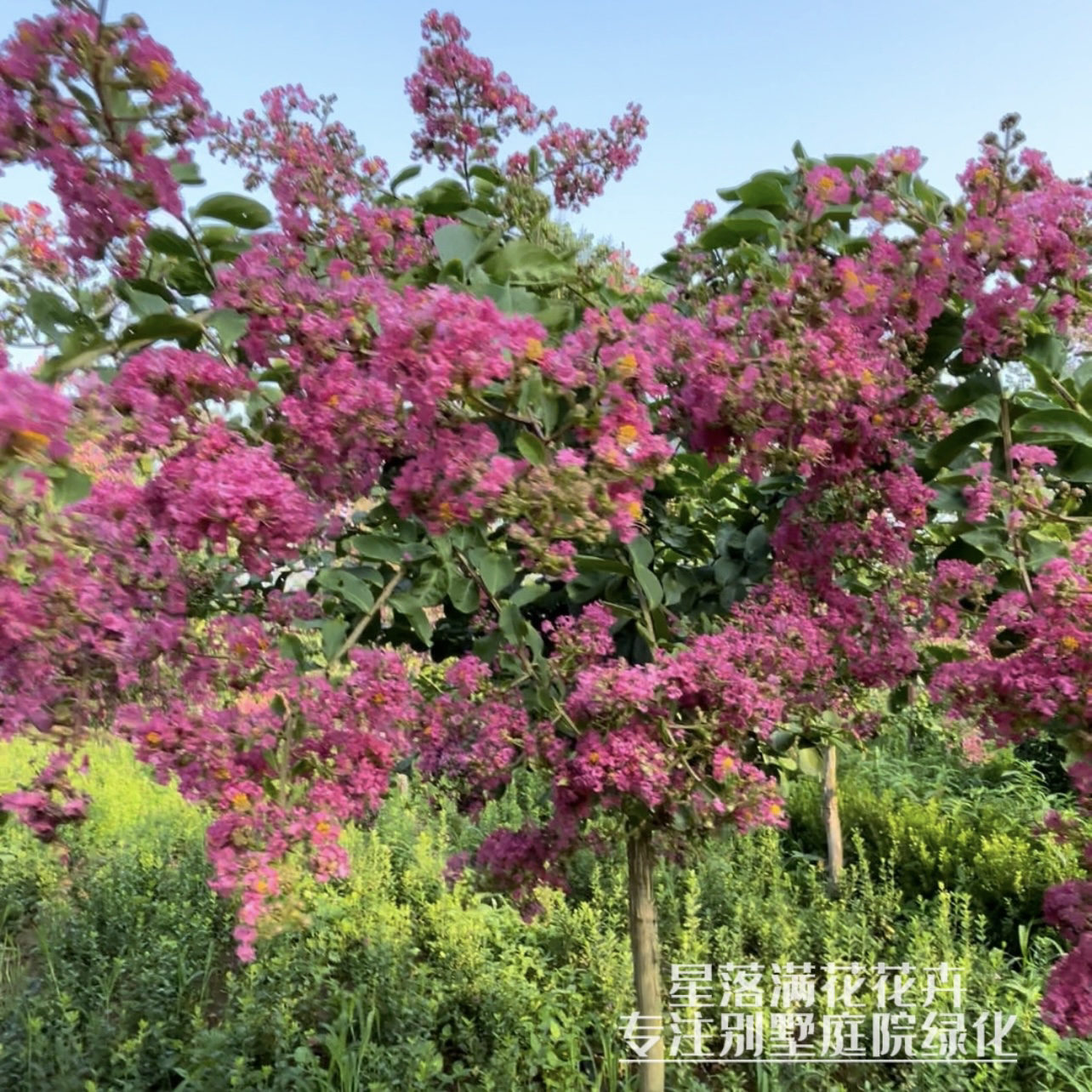 紫薇花树苗 一物一拍 丛生紫薇花（摘花发货） 室外庭院 开花树苗