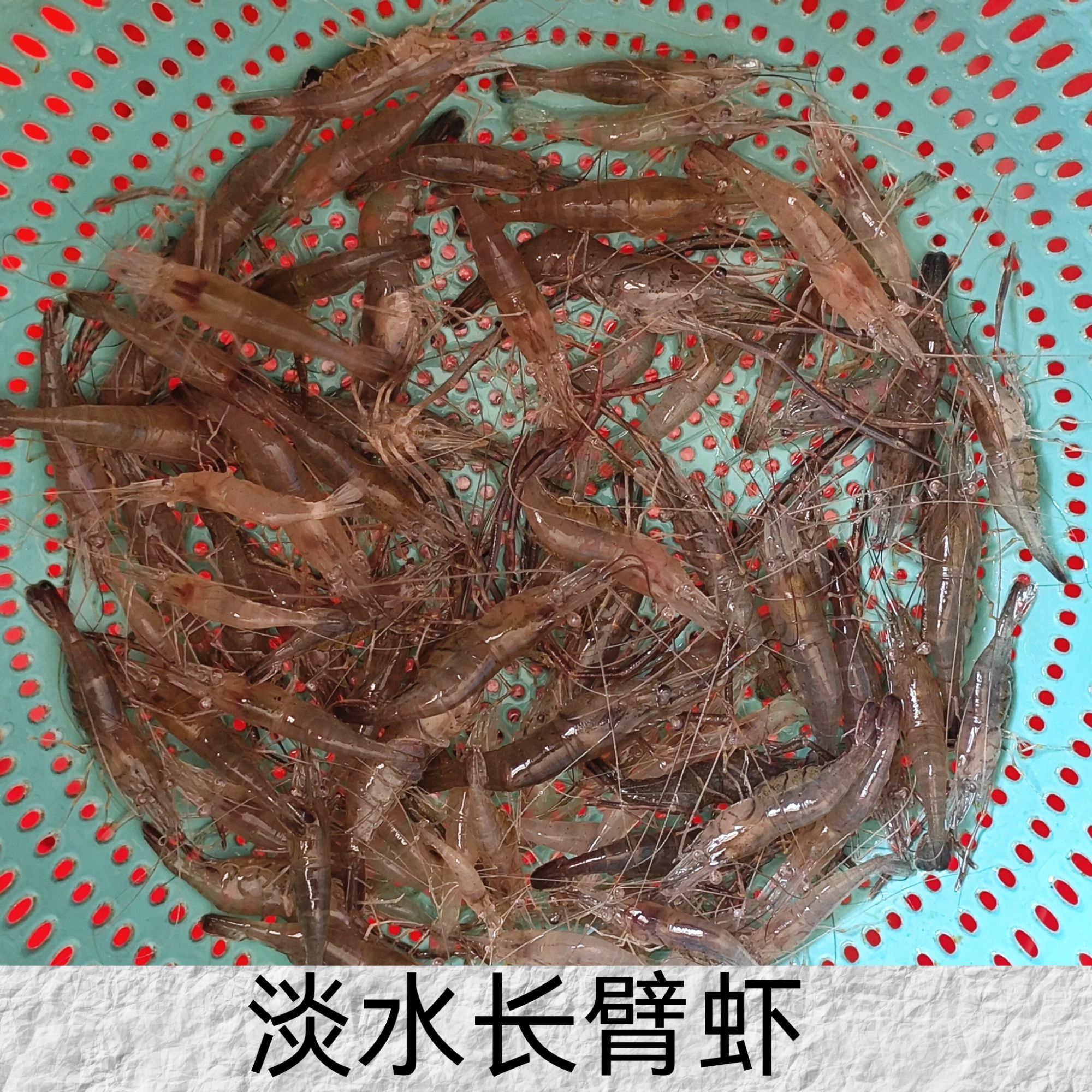 淮河野生淡水长臂虾活体冷冻包鲜