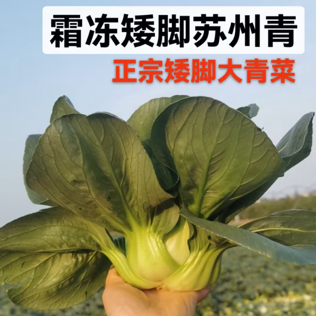 （顺丰包邮）苏北霜冻矮脚大青菜 黑叶子青菜软糯可口现摘3斤5斤装