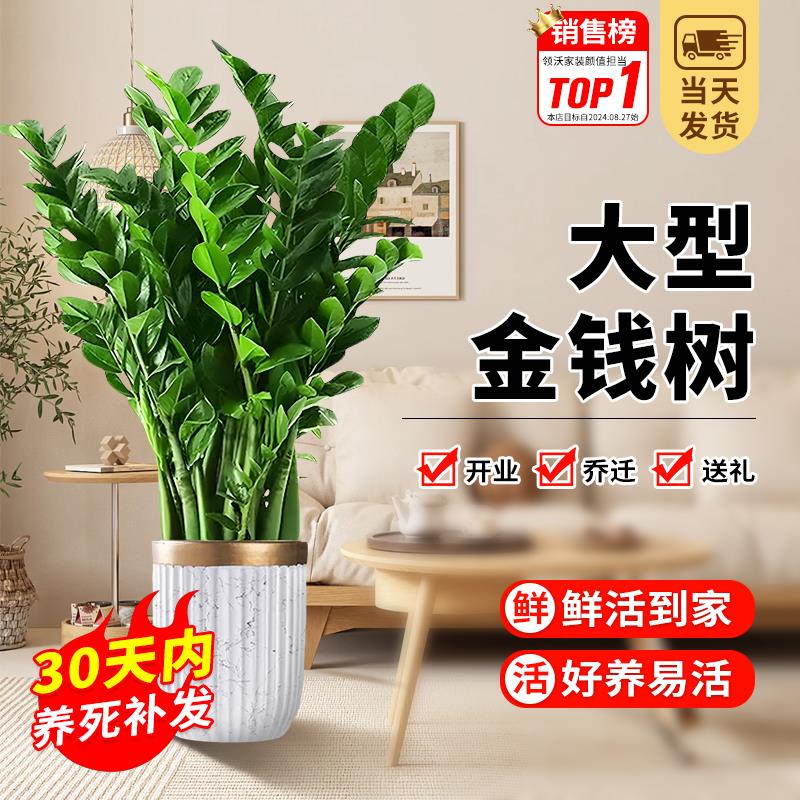 金钱树盆栽绿植室内旺宅植物高级感客厅办公室招客客迷你绿植盆栽