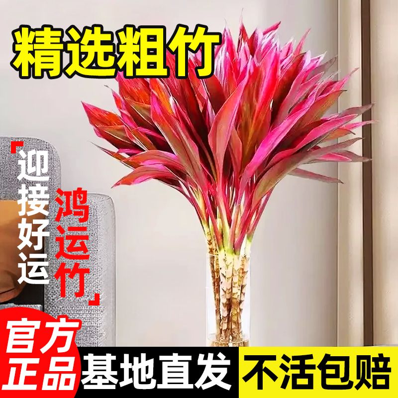 【鸿运当头 紫气东来】鸿运竹紫竹富贵竹水培竹水养绿植净化空气