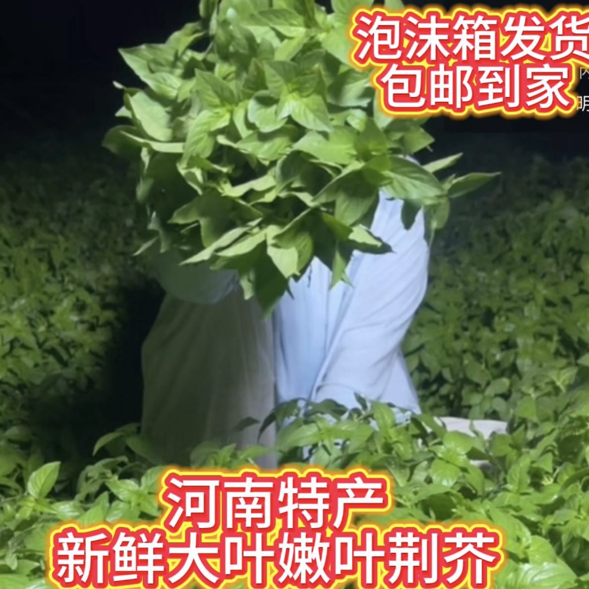 新鲜荆芥河南特产农家自种新鲜蔬菜