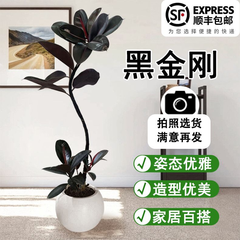 黑金刚橡皮树大型绿植盆栽老桩造型办公室懒人吸甲醛防辐射四季