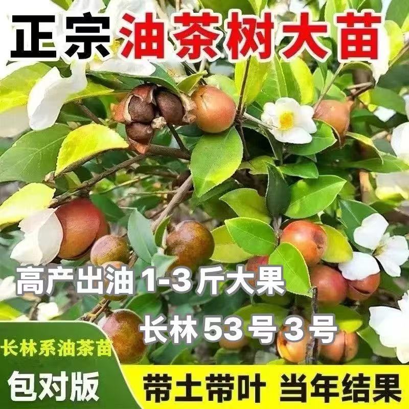 高产油茶树苗杯苗带土带叶发货正宗山茶油山茶籽
