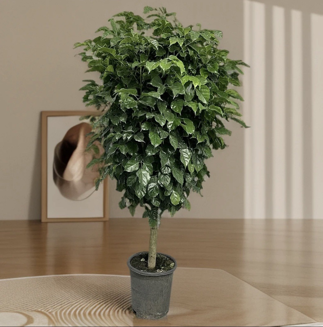 大老桩单杆幸福树绿宝大型室内好养耐活净化空气绿植