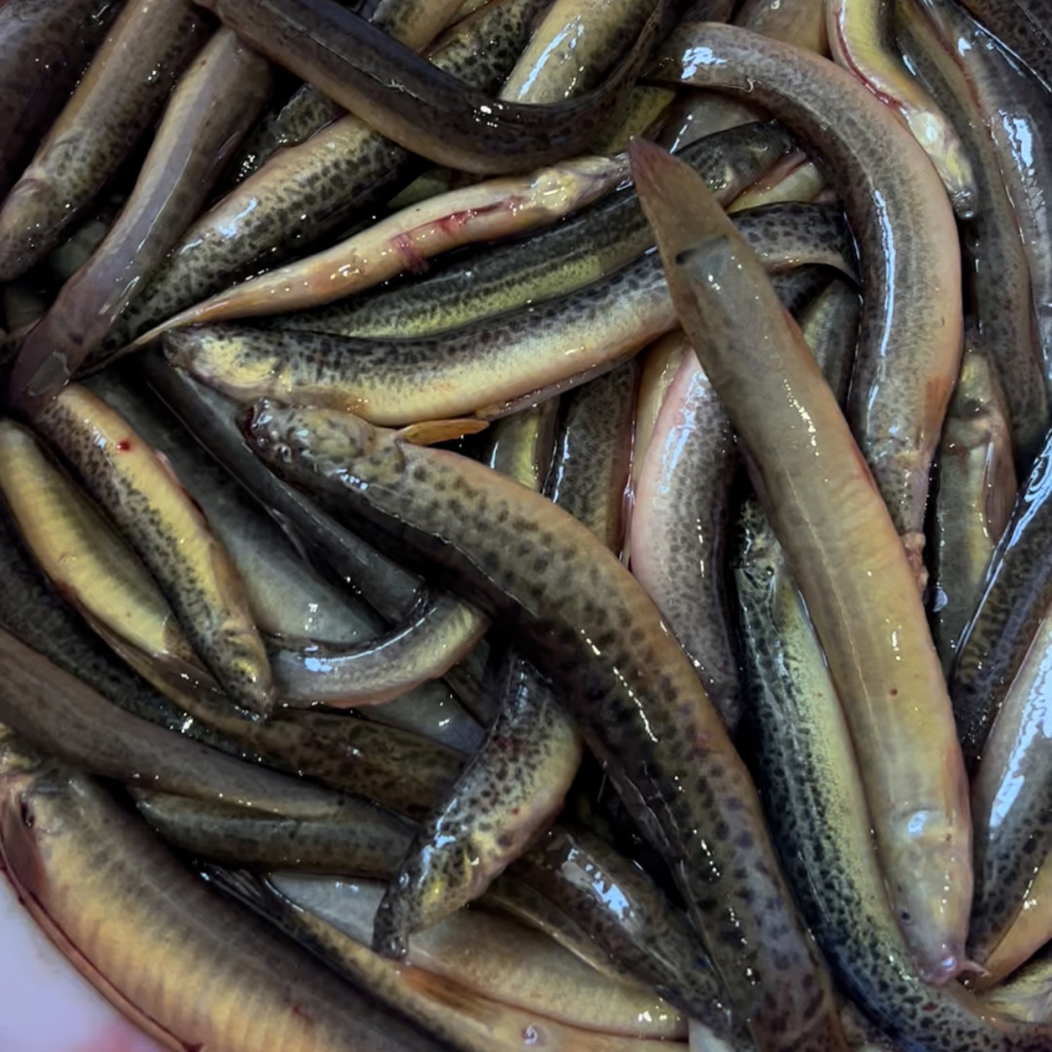 泥鳅，2斤野生小溪江泥鳅，广西桂林纯野生泥鳅鲜活现杀速冻小鱼