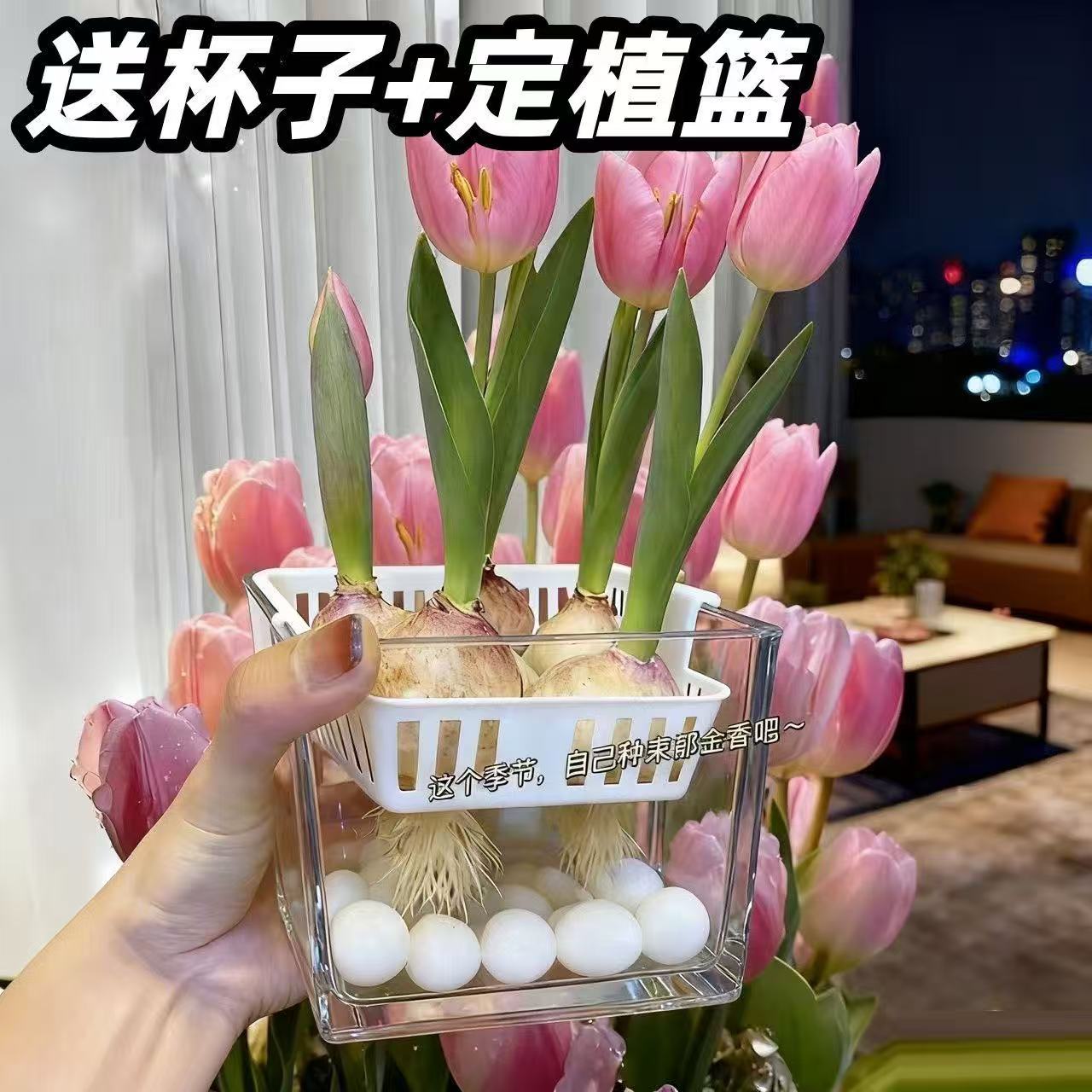 【新手水培套装】郁金香进口大种球球耐寒植物种子阳台庭院花卉盆栽