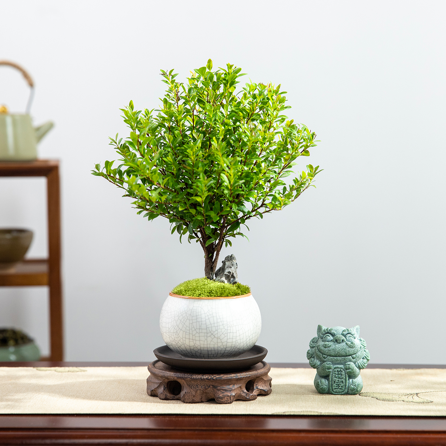 小叶赤楠盆栽植物室内花客厅办公室桌面中式禅意绿植摆件四季常青