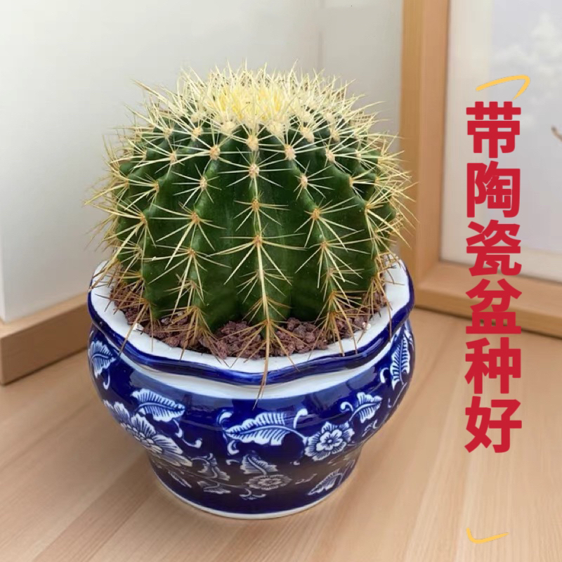 超大实生金虎仙人球多肉植物办公室防辐射盆栽含盆带土栽好包邮