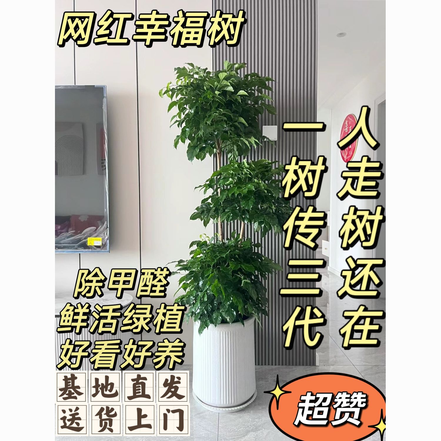 幸福树大棵客厅盆栽室内植物好养美观办公室绿植三层绿宝树