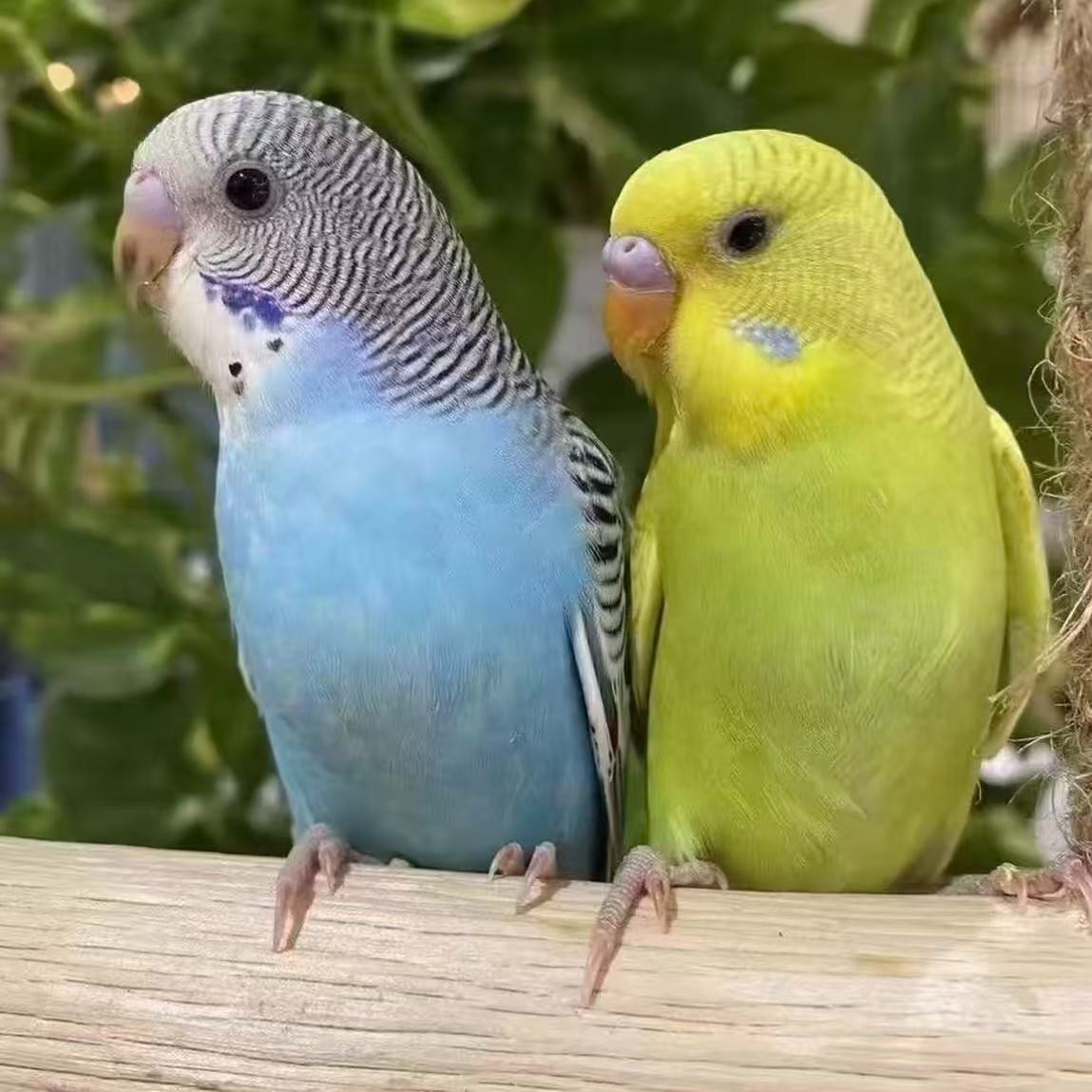 【顺丰快递】虎皮鹦鹉活鸟手养宠物鸟适合家养可繁殖亲人