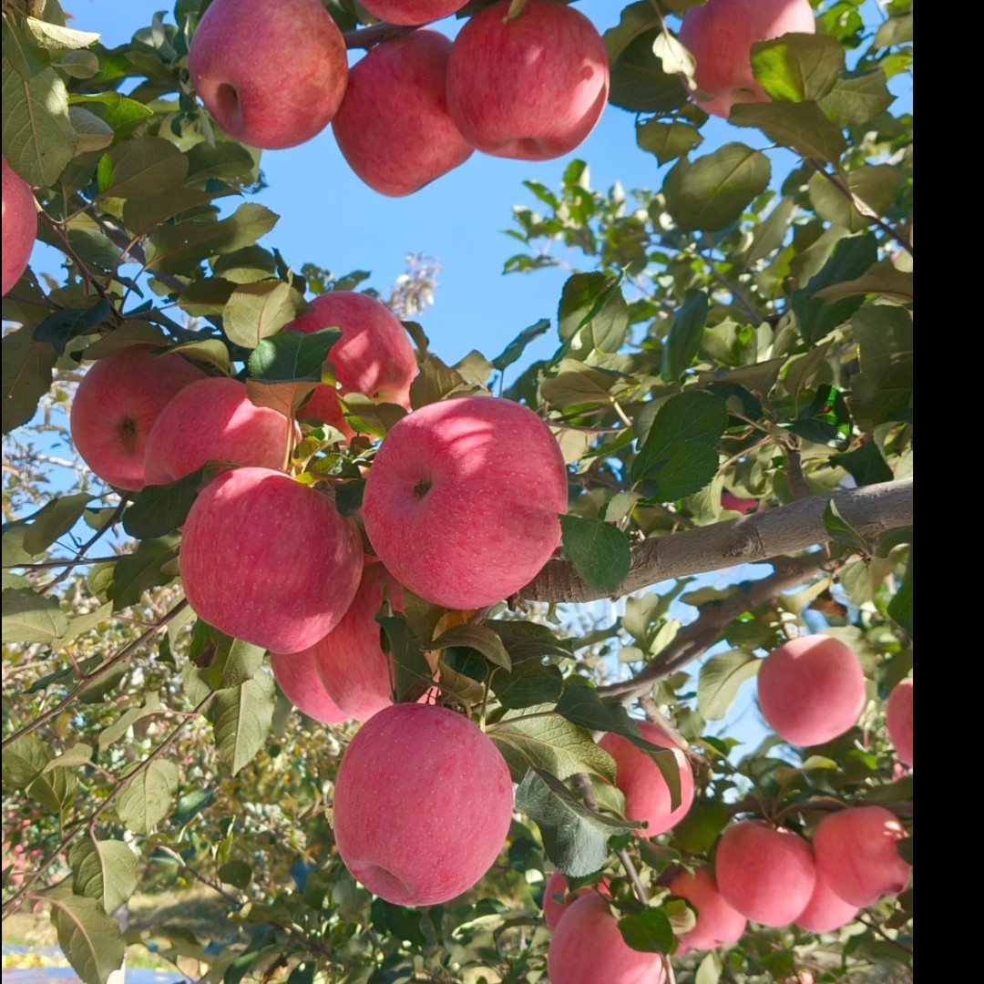 静宁直发新鲜红富士苹果当季脆甜水果