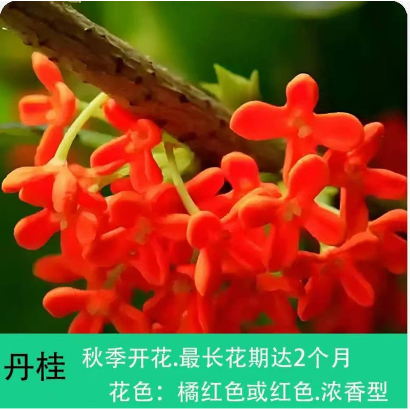 丹桂型桂花树苗庭院地栽盆栽四季常青金桂丹桂好养易活