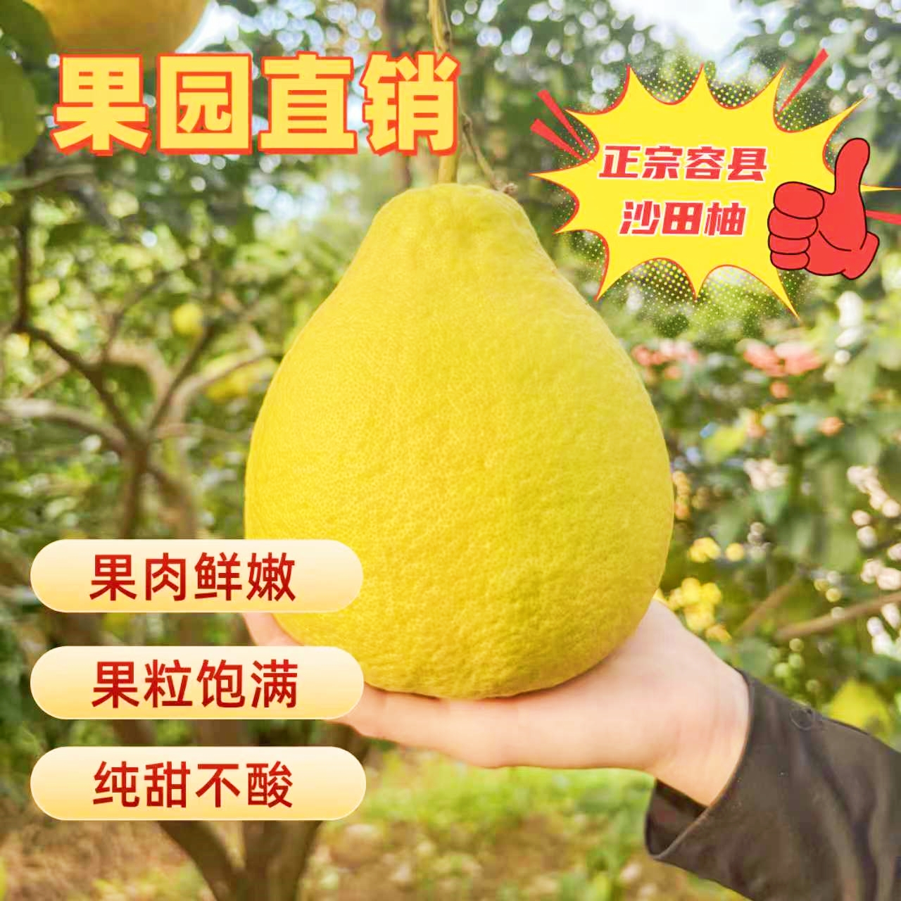【精品A果】容县正宗沙田柚高品质纯甜无酸老人小孩孕妇产地直销