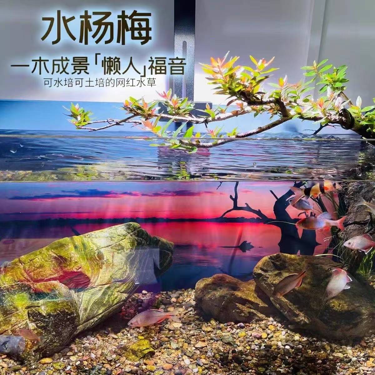水杨梅黄栌盆景原生态鱼缸乌龟造景阴性水培植物水族净化水质盆栽