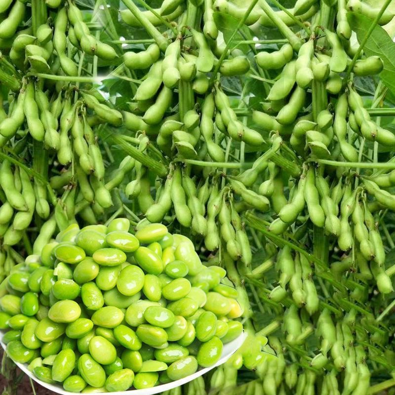 九月寒毛豆种子早熟高产菜种籽蔬菜种孑九月鲜四季种植青豆菜豆