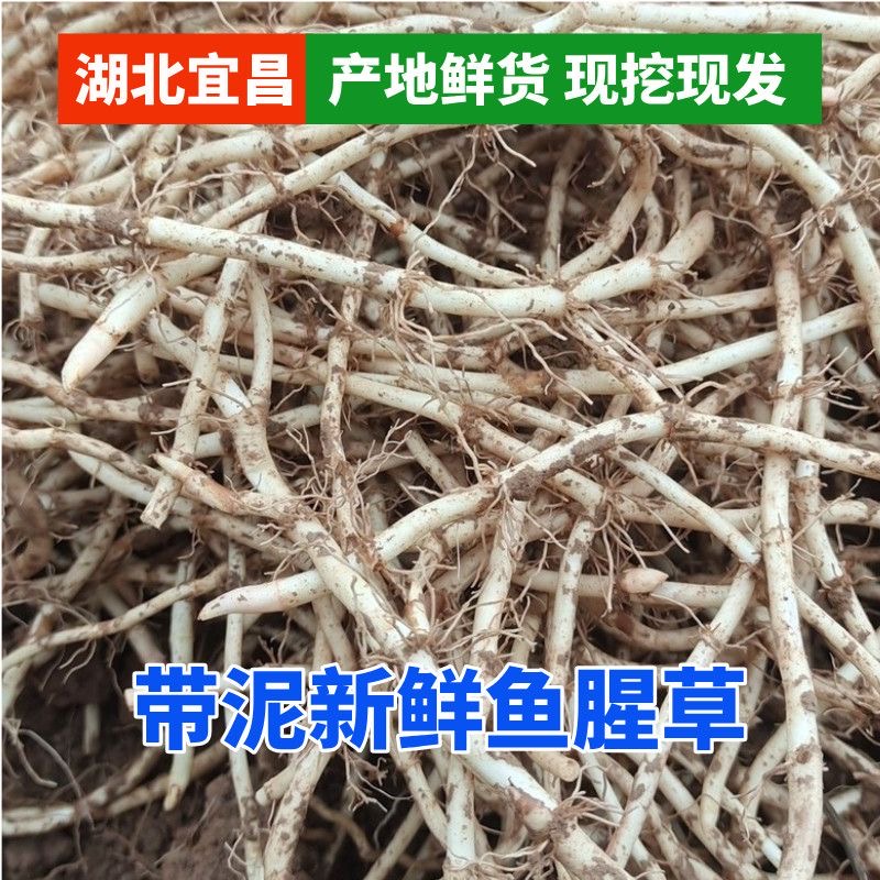 【带泥】新鲜鱼腥草折耳根新鲜节节根折耳根鱼腥草新鲜折耳根凉拌