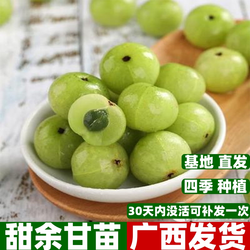 油甘果树苗大果甜余甘果苗两季开花嫁接高产油牛甘果树苗四季种植