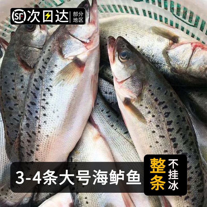 顺丰次日达【4条大海鲈】深海捕捞新鲜海鲈鱼鲜嫩美味活鱼鲜冻整条