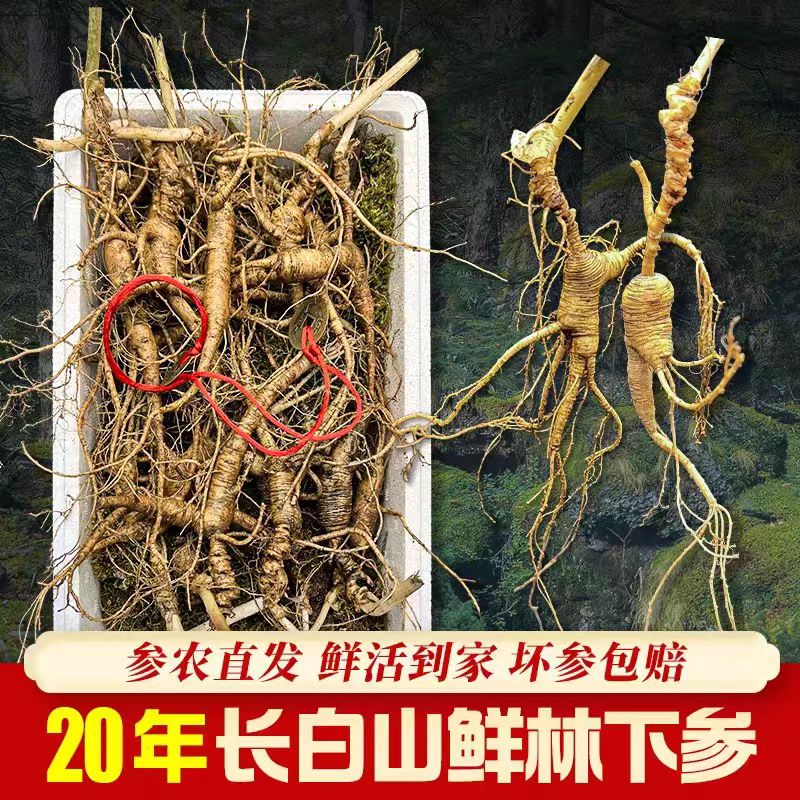 鲜人参长白山鲜林下参野山参新鲜籽参20年整枝老参新鲜参泡酒煲汤