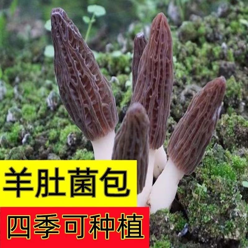 正宗东北野生羊肚菌种子菌包户外庭院土培人工种植菌种包四季可种